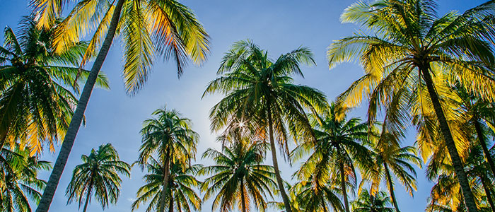Palm Trees | Service Professionals of Florida - Marco Island Air Conditioning Service